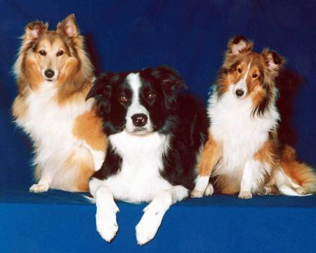 les trois boeau chien