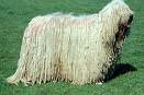 chien tres poilu