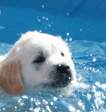 un chien dans une piscine