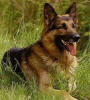 un chen de  chasse